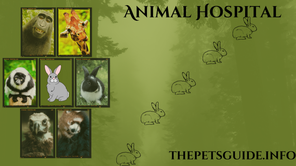 Animal Hospital