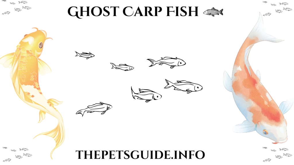 Ghost Carp Fish