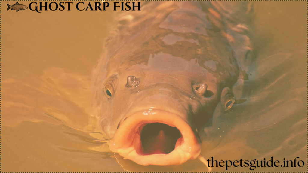 Ghost Carp Fish