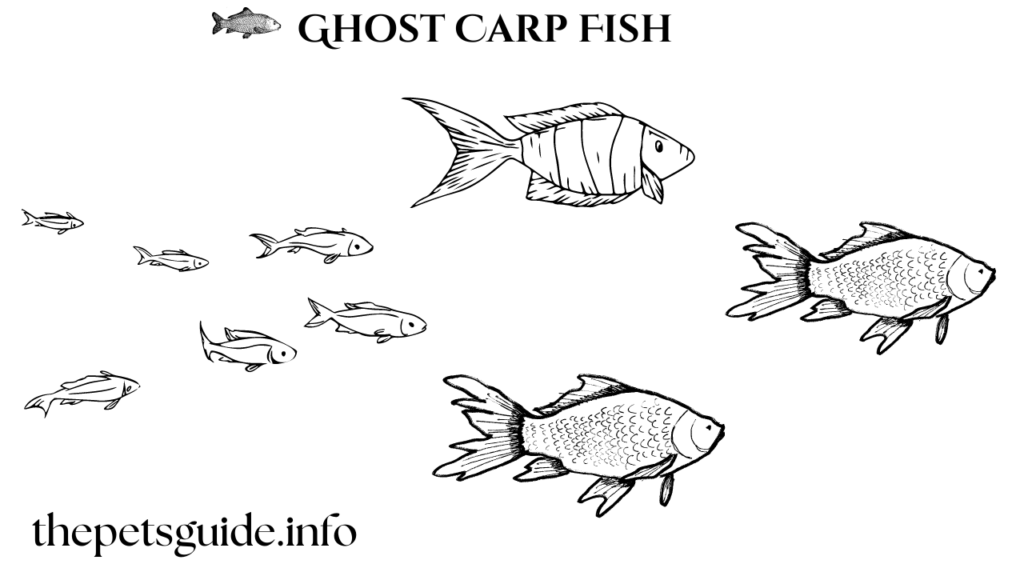 Ghost Carp Fish