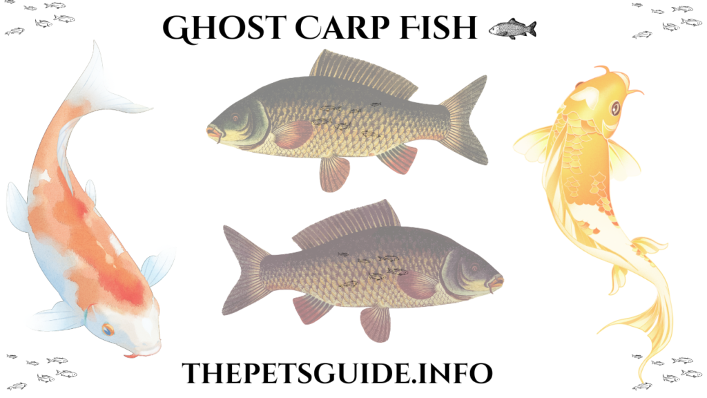 Ghost Carp Fish