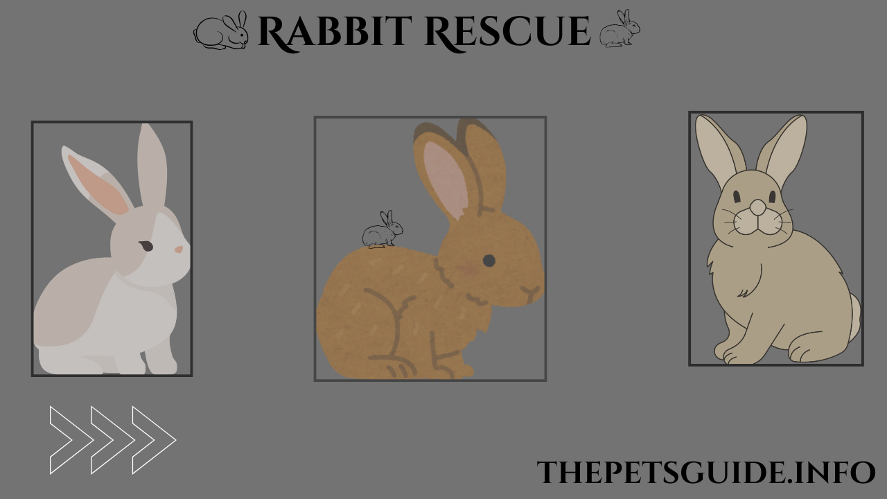 The Rabbit Rescue 5 Best Care Tips in USA