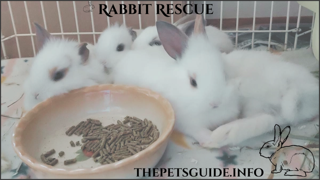 Rabbit Rescue