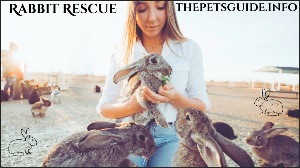 Rabbit Rescue