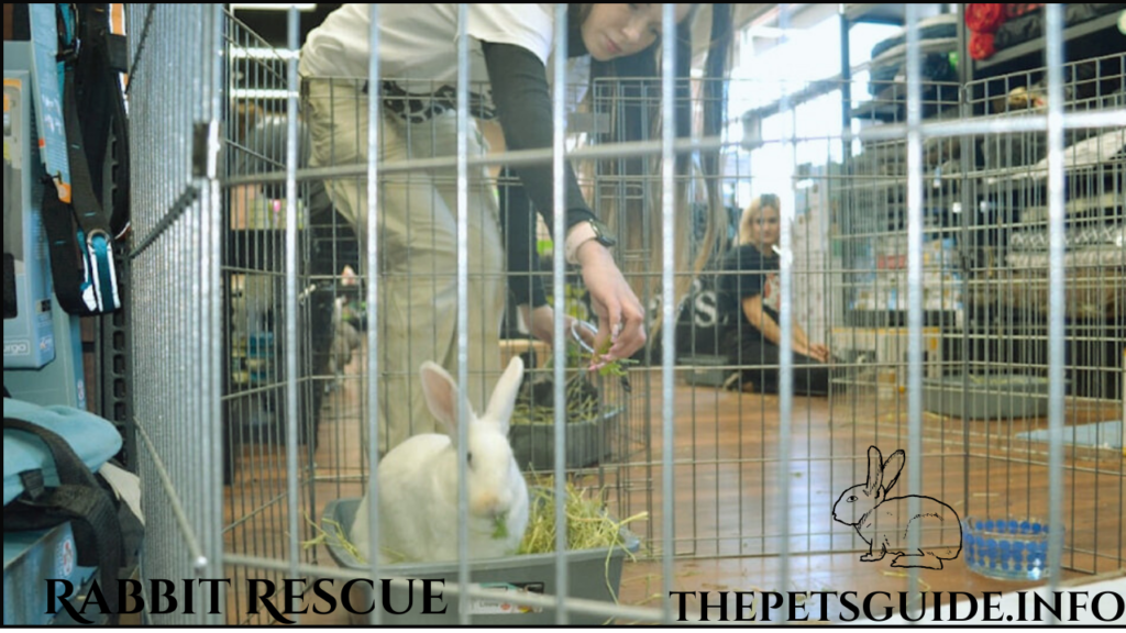 Rabbit Rescue