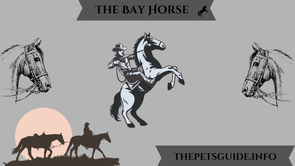 The Bay Horse