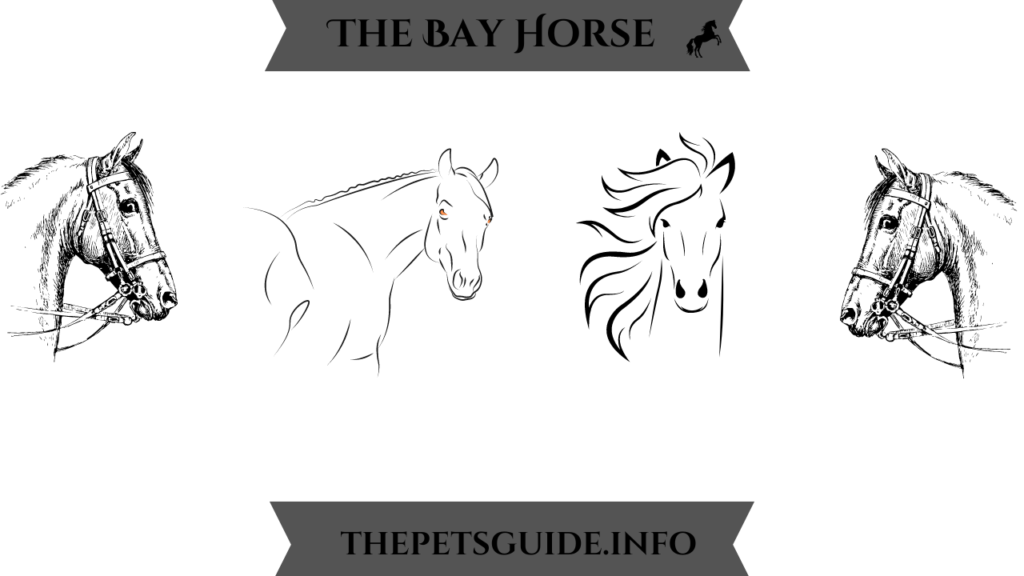 The Bay Horse 