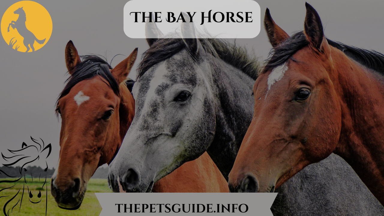 the bay horse