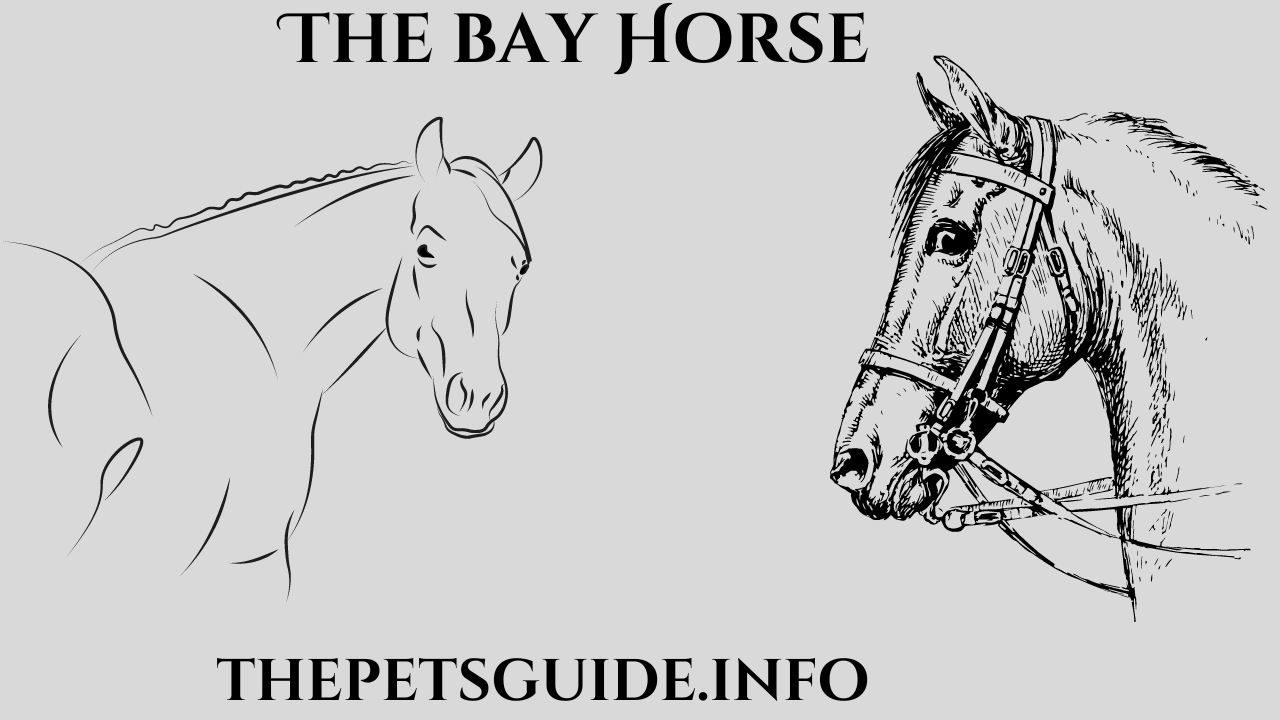 The Bay Horse 18 Best Breed