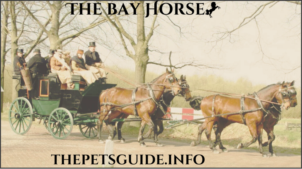 The bay Horse 