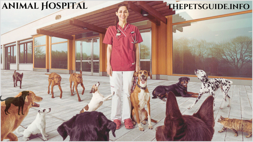 animal Hospital