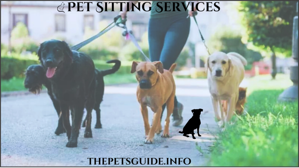 Pet Sitting Services