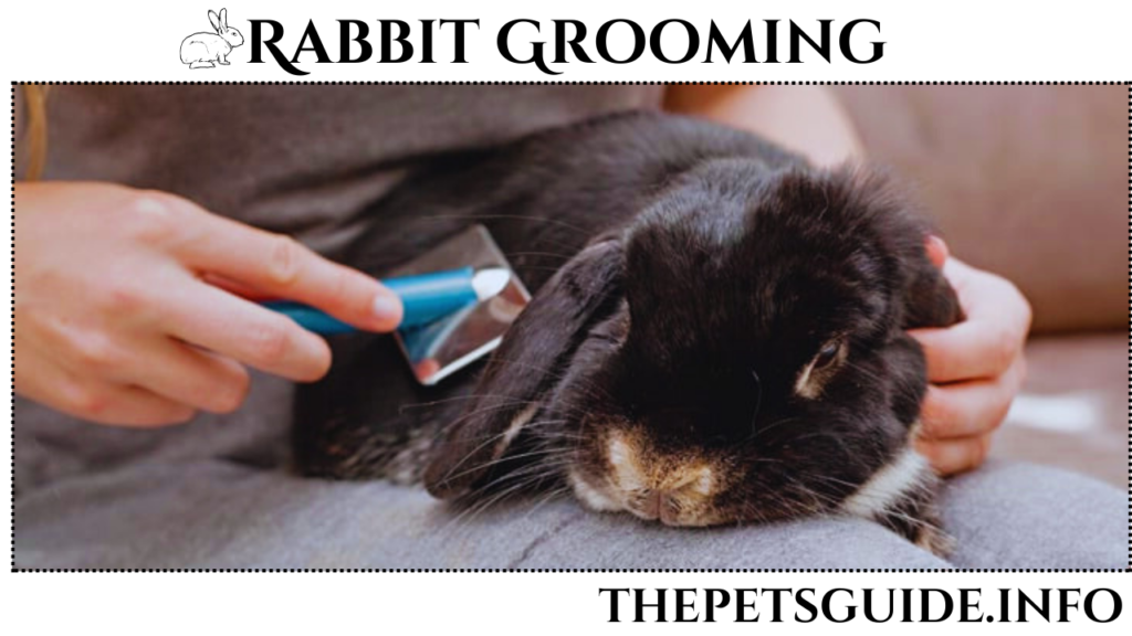 Rabbit Grooming