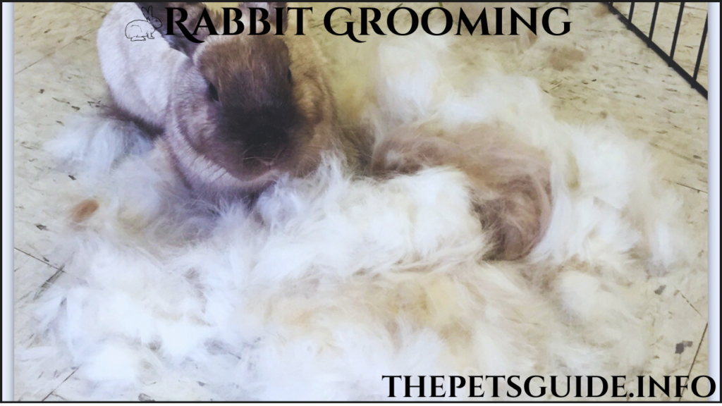 Rabbit Grooming