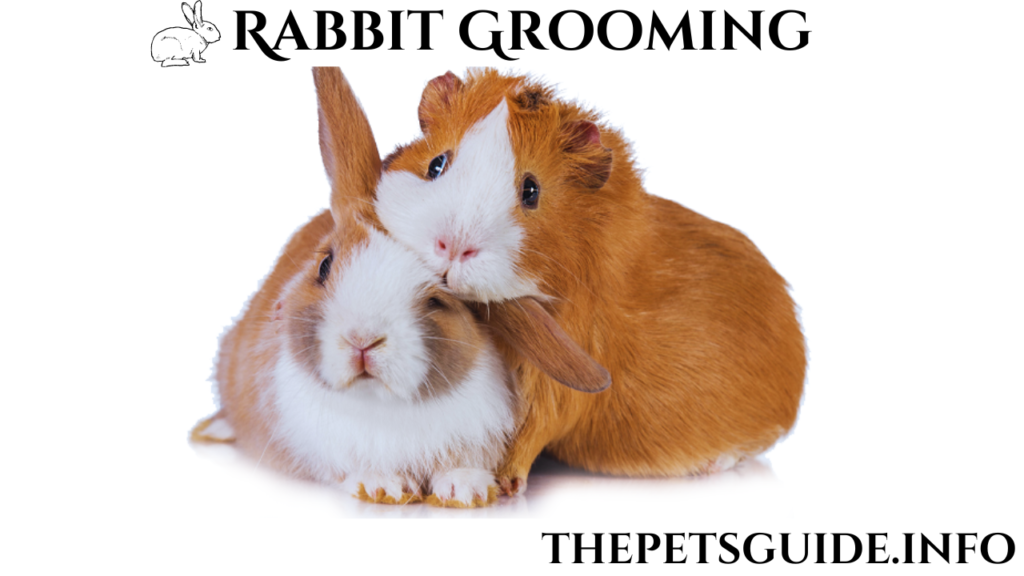 Rabbit Grooming