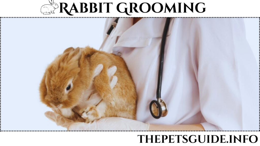 Rabbit Grooming