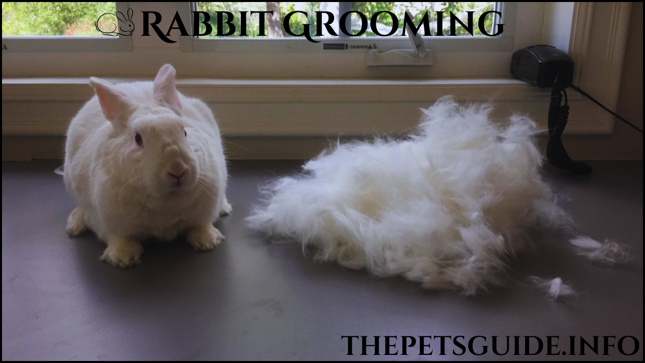 Rabbit Grooming 4 Best part in USA