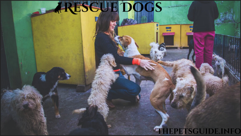 Rescue Dogs