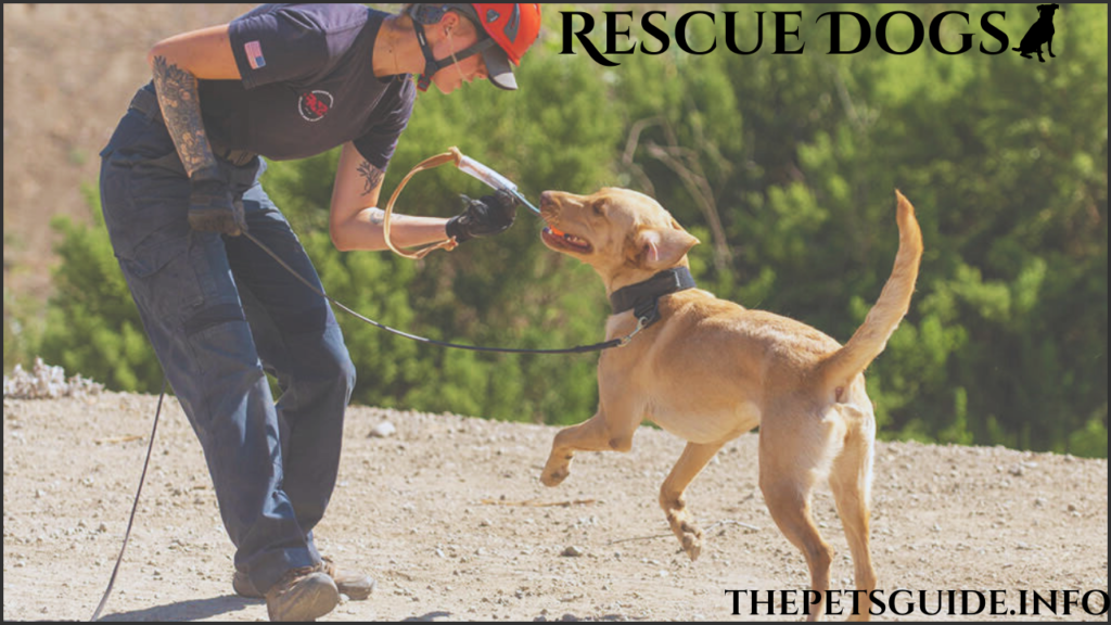 Rescue Dogs