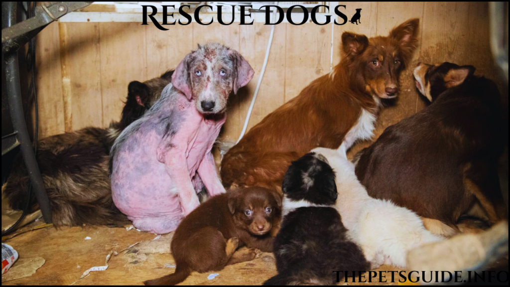 Rescue Dogs