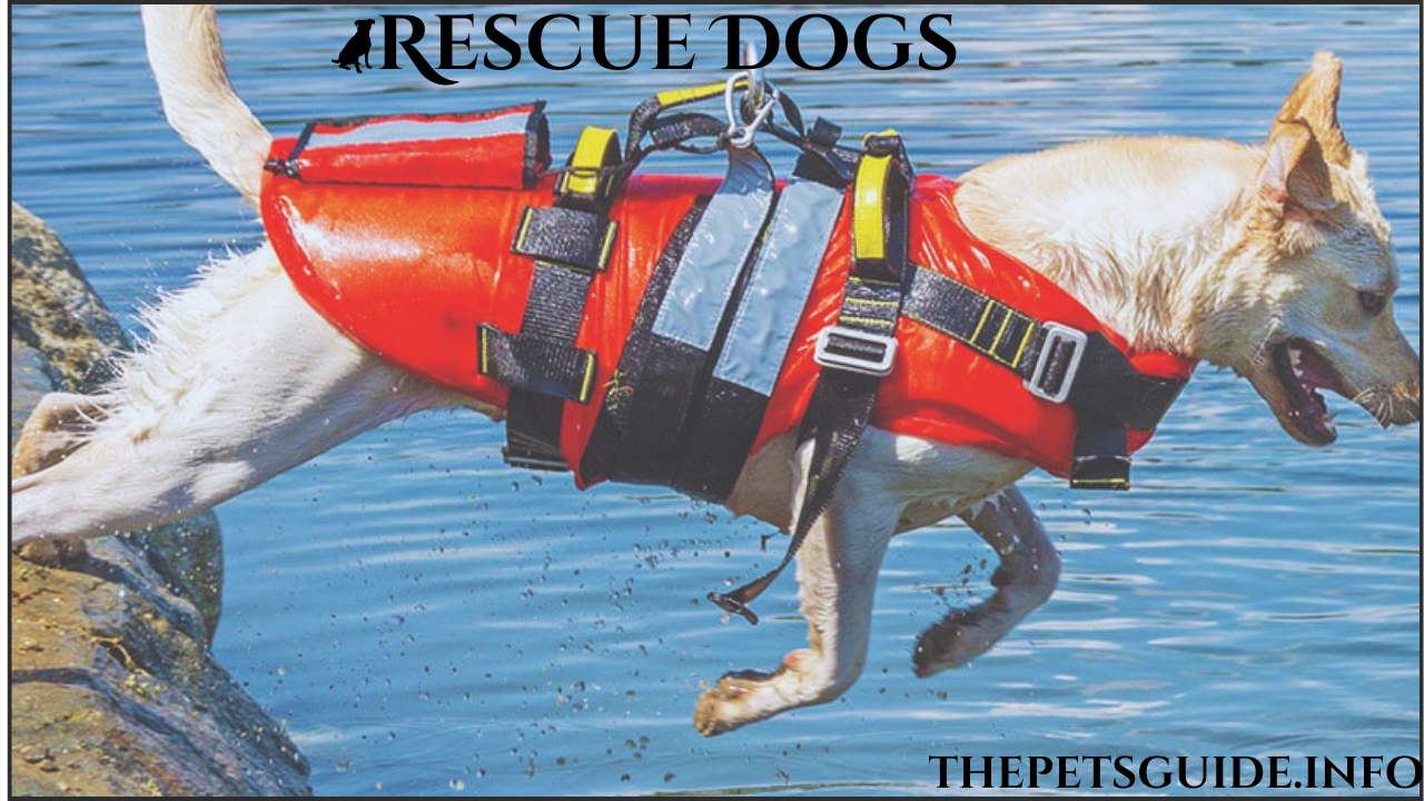 Rescue Dogs