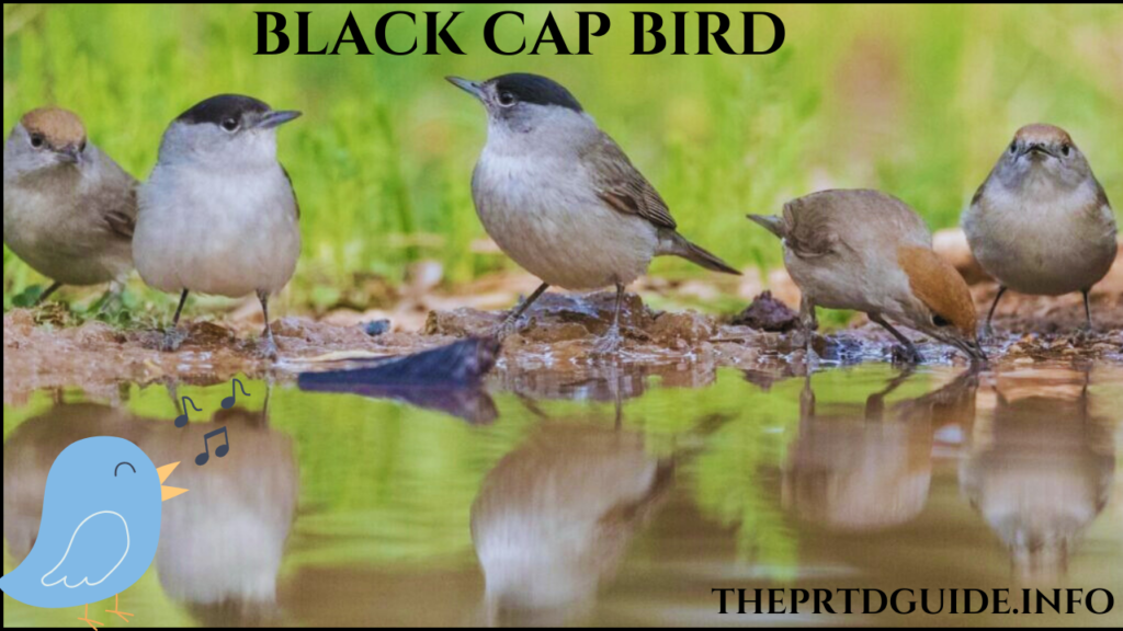 black cap bird