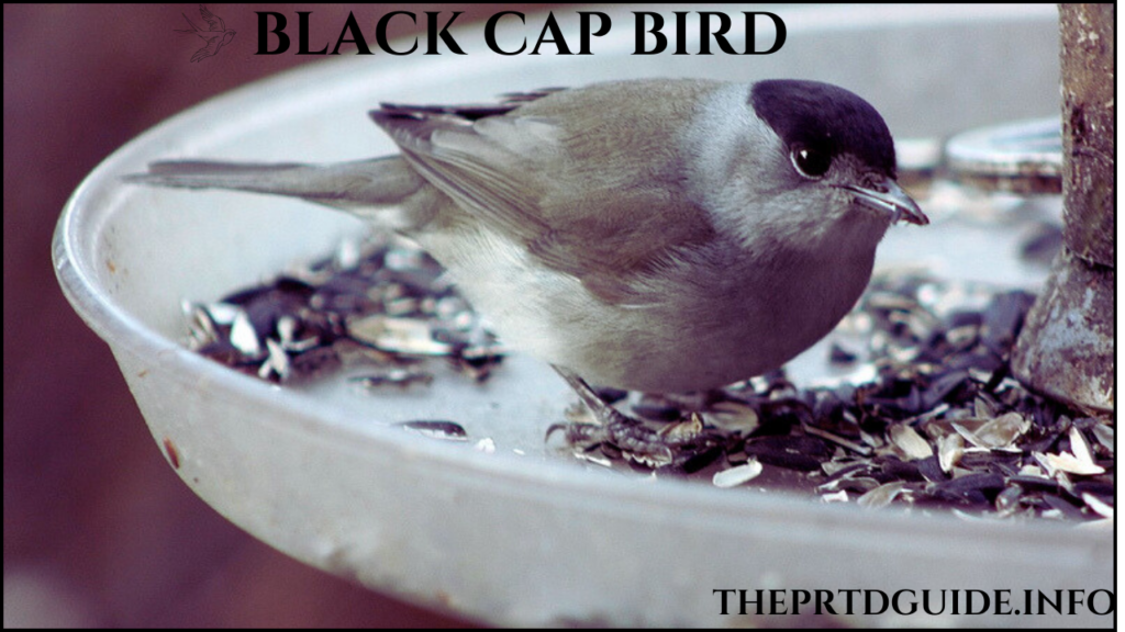 black cap bird