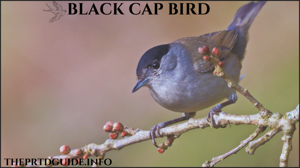 black cap bird