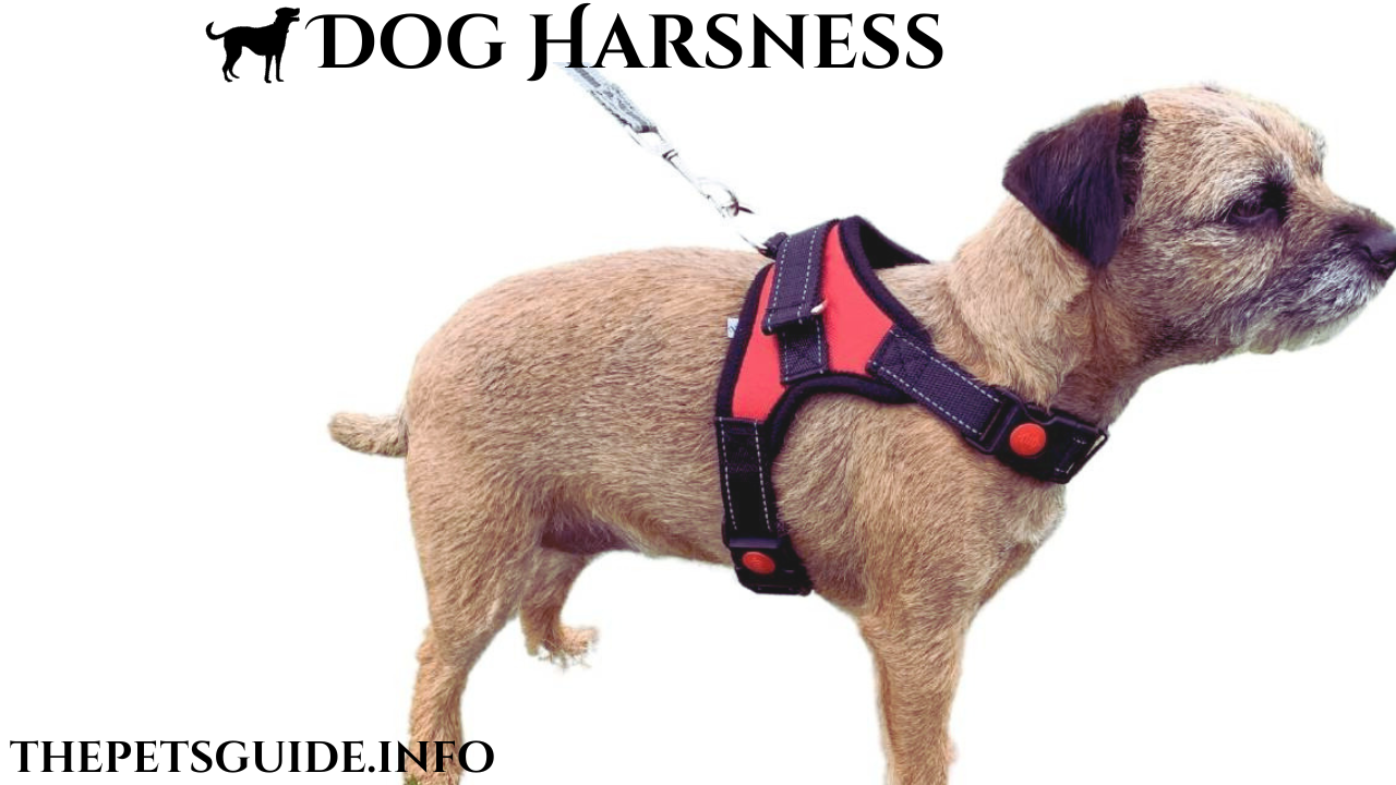 Dog Harness