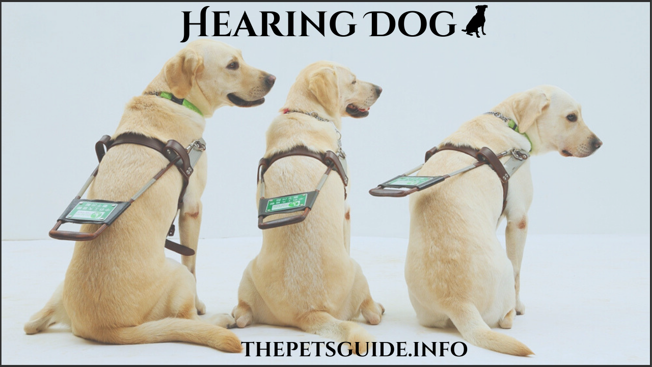 Hearing Dog