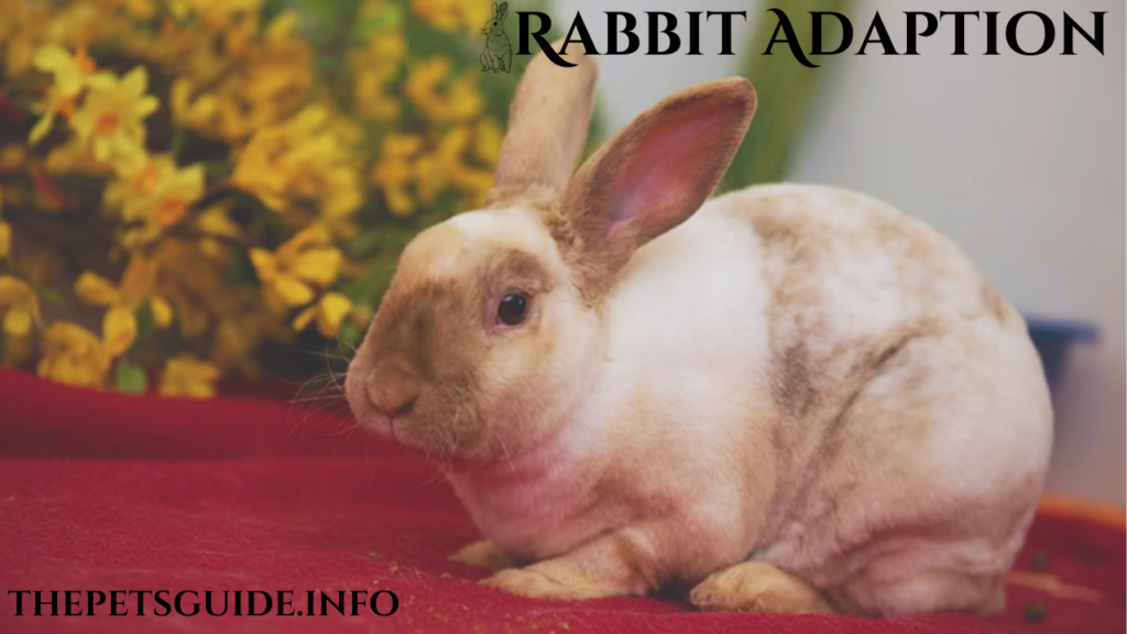 Rabbit Adaption