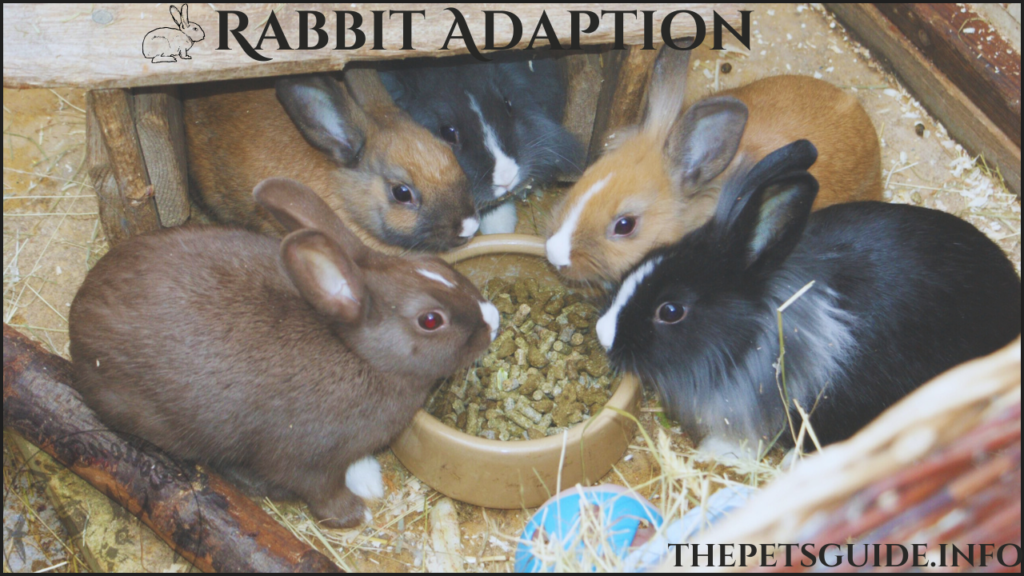 Rabbit Adaption