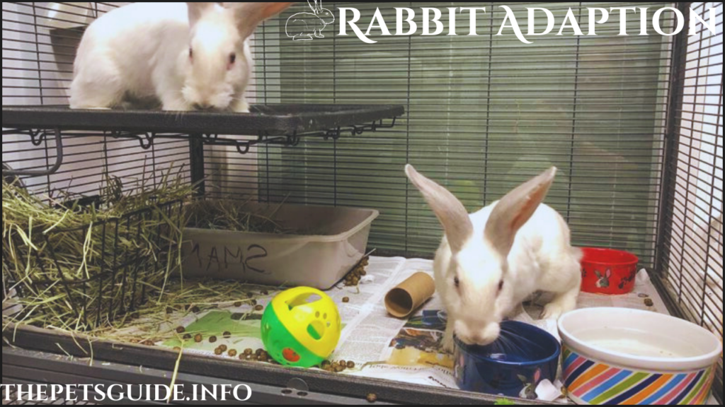 Rabbit Adaption