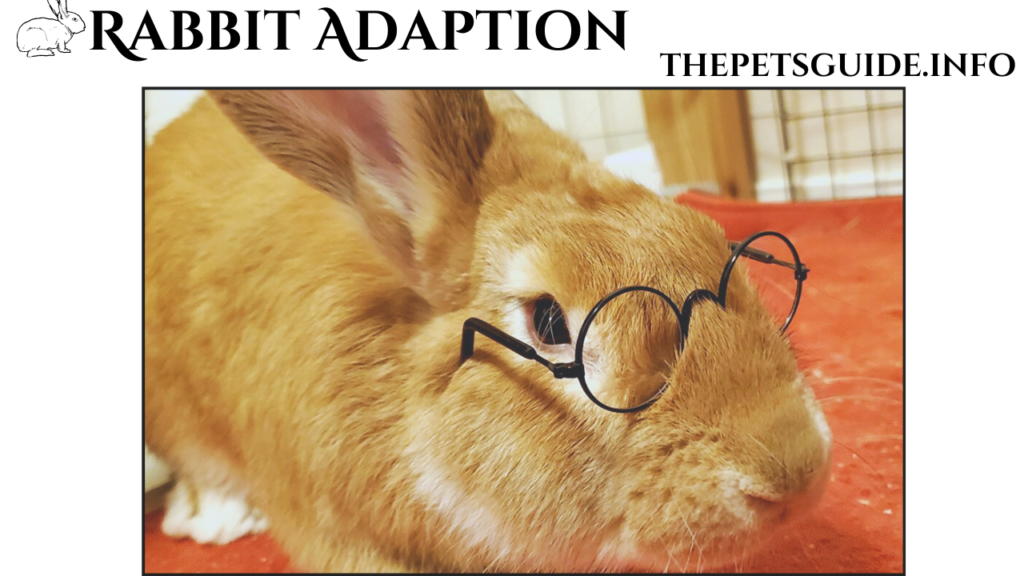 Rabbit Adaption